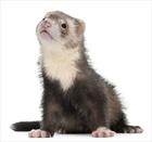 LE FURET